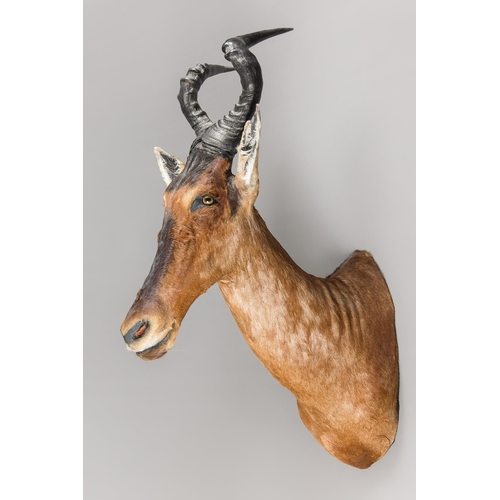 142 - A TAXIDERMY HARTEBEEST SHOULDER MOUNT (ALCELAPHUS BUSELAPHUS).
(h 110cm x w 40cm x d 79cm)