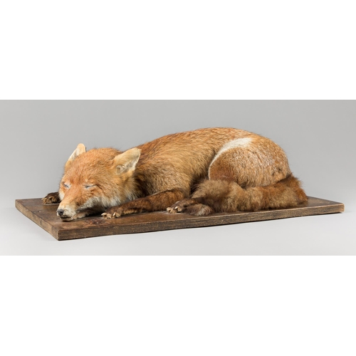 158 - A LARGE AND UNUSUAL MID-20TH CENTURY SLEEPING TAXIDERMY FOX (VULPES VULPES).
Mounted upon wooden bas... 