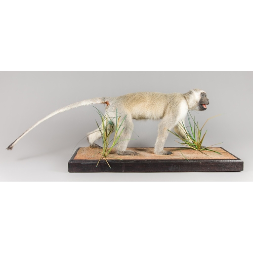 183 - A TAXIDERMY GRIVET MONKEY UPON A NATURALISTIC BASE (CHLOROCEBUS AETHIOPS).
(h 45cm x w 117cm x d 34c... 