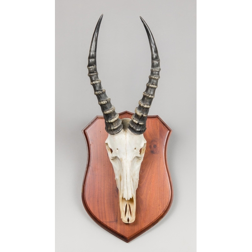 184 - A BLESBOK SKULL AND HORNS UPON A HARDWOOD SHIELD (DAMALISCUS PYGARGUS PHILLIPSI).
(h 63cm)