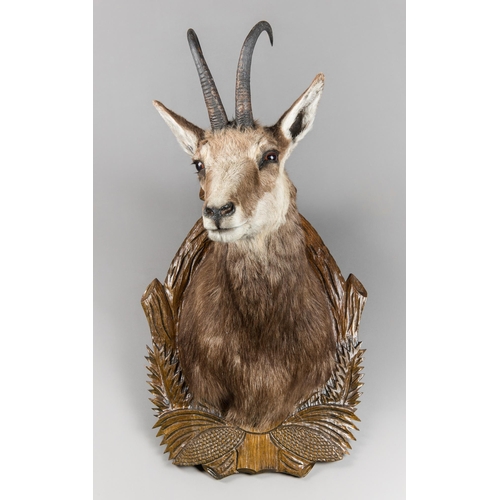 188 - A TAXIDERMY CHAMOIS SHOULDER MOUNT UPON A CARVED OAK SHIELD (RUPICAPRA RUPICAPRA)
(h 68cm)