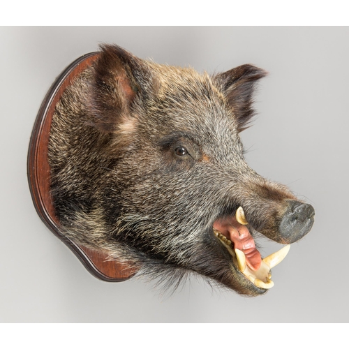 19 - A TAXIDERMY WILD BOAR HEAD UPON A HARDWOOD SHIELD (SUS SCROFA).
(h 46cm x w 35cm x d 53cm)