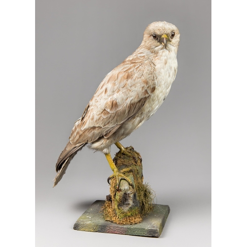 190 - AN EARLY 20TH CENTURY TAXIDERMY MUSEUM BUZZARD SPECIMEN (BUTEO BUTEO).
Well modelled mounted upon pa... 