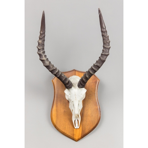 193 - AN IMPALA SKULL WITH HORNS UPON A HARDWOOD SHIELD (AEPYCEROS MELAMPUS).
(h 63cm)