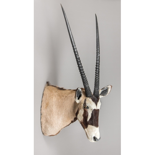 194 - A TAXIDERMY ORYX SHOULDER MOUNT (ORYX).
With detachable horns.
(h 130cm)