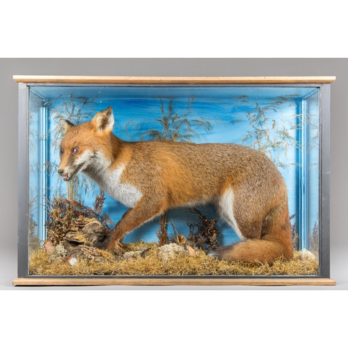 195 - A MID/LATE 20TH CENTURY TAXIDERMY CASED FOX BY L. WEALE OF POWYS (VULPES VULPES).
Mounted on a moss ... 