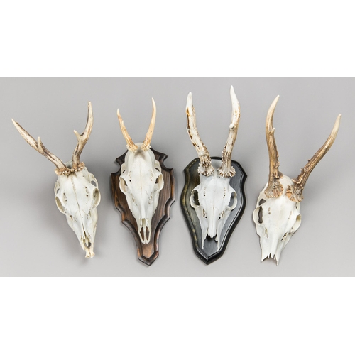 196 - A COLLECTION OF ROE DEER SKULLS (CAPREOLUS CAPREOLUS).
Largest (h 35cm)