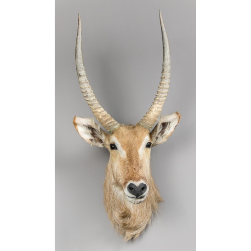 247 - A TAXIDERMY WATERBUCK NECK AND HEAD MOUNT (KOBUS ELLIPSIPRYMNUS).
(h 90cm x w 50cm x d 50cm)