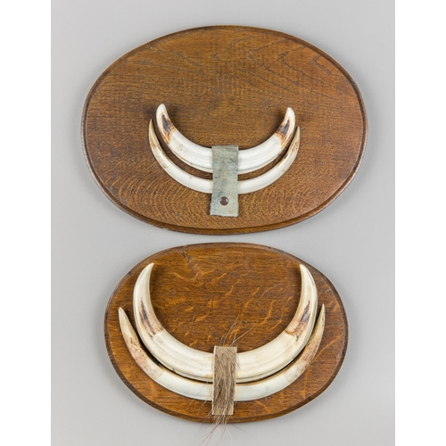 248 - TWO SETS OF WARTHOG TUSKS ON HARDWOOD SHIELDS (PHACOCHOERUS).
(w 33cm)