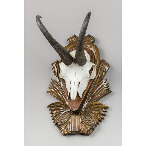 250 - A BLACK FOREST CHAMOIS SKULL AND HORNS TROPHY MOUNT (RUPICAPRA RUPICAPRA).
(h 30cm)