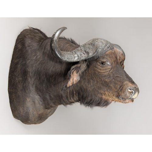 258 - A LARGE AND IMPRESSIVE TAXIDERMY CAPE BUFFALO SHOULDER MOUNT (SYNCERUS CAFFER).
(h 100cm x w 92cm x ... 