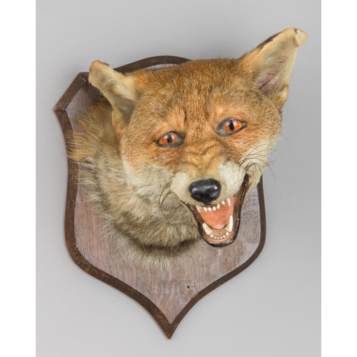 3 - PETER SPICER & SONS, A TAXIDERMY FOX MASK UPON OAK SHIELD (VULPES VULPES).