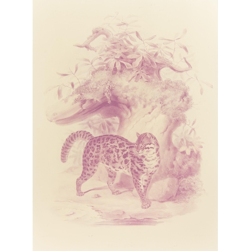 320 - JOSEPH WOLF, A LARGE WILDLIFE ART PRINT OF A FISHING CAT, MOUNTED IN A GILT GLAZED FRAME.
(h 76cm x ... 