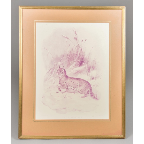 321 - JOSEPH WOLF, A LARGE WILDLIFE ART PRINT OF AN ASIATIC WILDCAT, MOUNTED IN A GILT GLAZED FRAME.
(h 76... 