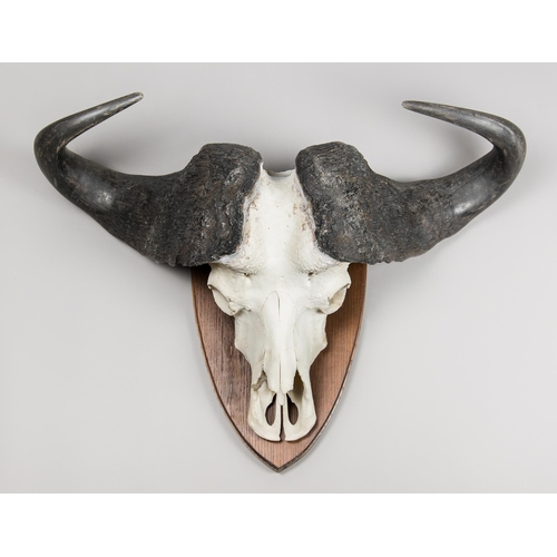 34 - A CAPE BUFFALO SKULL UPON A HARDWOOD SHIELD (SYNCERUS CAFFER).
(h 37cm x w 87cm)