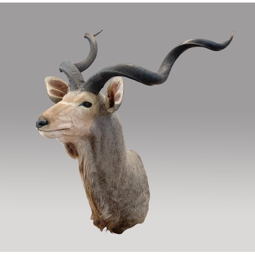 35 - A TAXIDERMY GREATER KUDU SHOULDER MOUNT (TRAGELAPHUS STREPSICEROS).
(h 150cm x w 70cm x d 94cm)