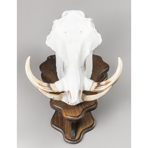 37 - A WARTHOG SKULL UPON A HARDWOOD SHIELD (PHACOCHOERUS).
(h 44cm x w 30cm x d 44cm)