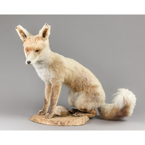 38 - A MID-20TH CENTURY TAXIDERMY FULL MOUNT SEATED FOX UPON TREE TRUNK SLICED BASE (VULPES VULPES).
AF. ... 