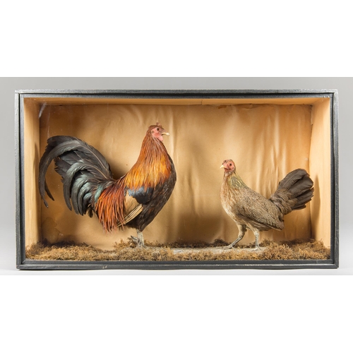 4 - A PAIR OF LATE 19TH CENTURY TAXIDERMY FIGHTING OR PRIZED GAME CHICKENS (GALLUS GALLUS DOMESTICUS).
U... 