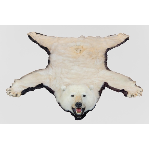 41 - A TAXIDERMY POLAR BEAR SKIN RUG WITH MOUNTED HEAD (URSUS MARITIMUS).
(l 265cm x w 176cm). AF. CITES ... 