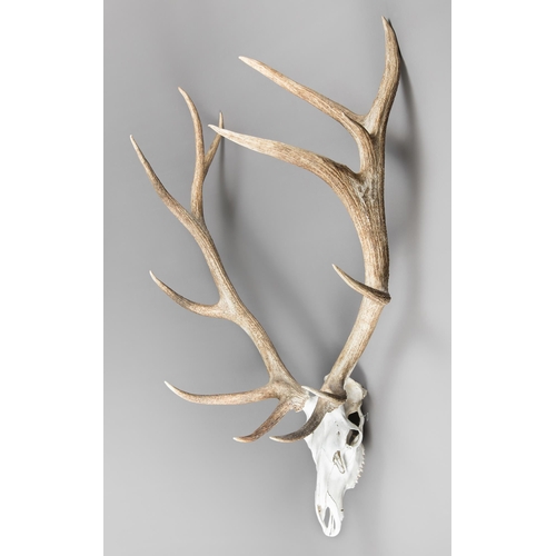 42 - A LARGE AND IMPRESSIVE SET OF WAPITI OR ELK ANTLERS UPON UPPER SKULL (CERVUS CANADENSIS).
13 points.... 