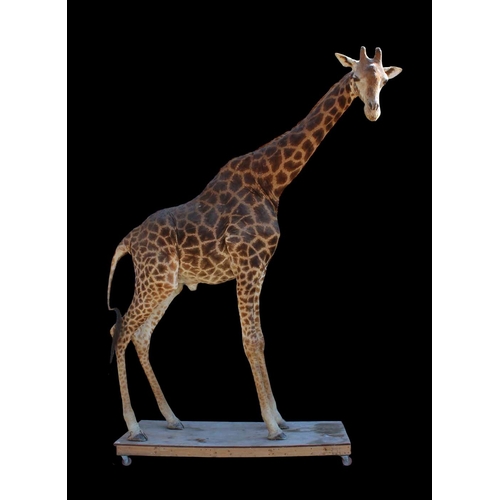 49 - AN EXCEPTIONAL 14FT TAXIDERMY GIRAFFE (GIRAFFA).
(h 427cm x w 122cm x d 323cm). CITES Annex B, Appen... 