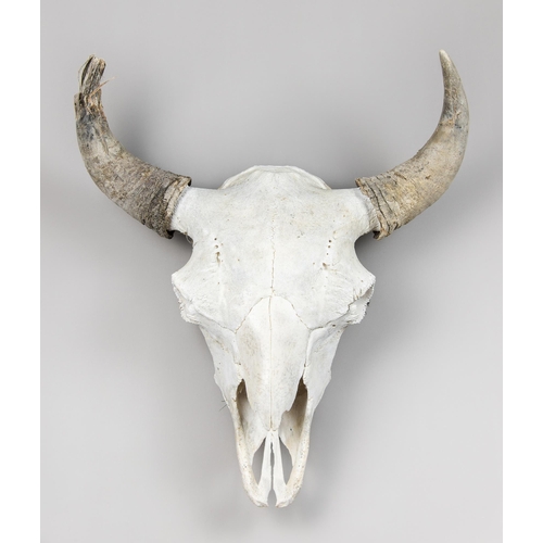 5 - A NORTH AMERICAN BISON SKULL (BISON).
(h 78cm x w 60cm)