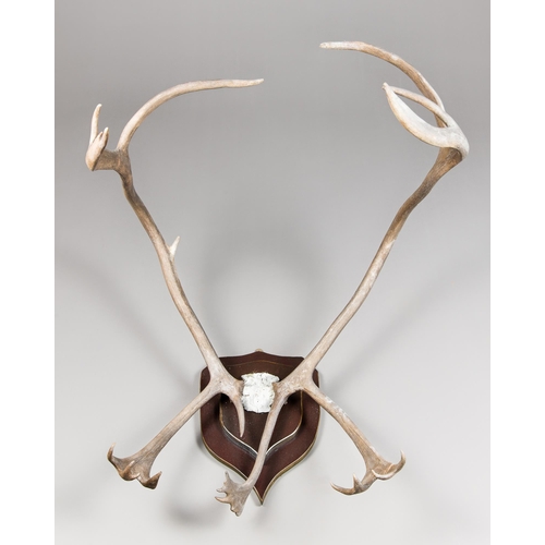 50 - A CARIBOU PART UPPER SKULL AND ANTLERS UPON A SHAPED SHIELD (RANGIFER TARANDUS).
(h 75cm x w 71cm x ... 