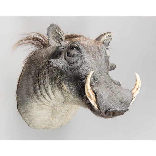 51 - A TAXIDERMY WARTHOG SHOULDER MOUNT (PHACOCHOERUS).