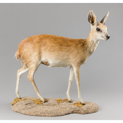 6 - A TAXIDERMY FULL MOUNT CAPE GRYSBOK UPON A NATURALISTIC BASE (RAPHICERUS MELANOTIS).
(h 61cm x w 55c... 