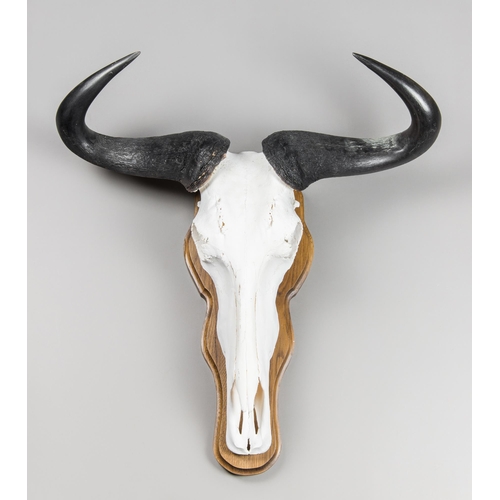 61 - A BLUE WILDEBEEST SKULL AND HORNS UPON A HARDWOOD SHIELD (CONNOCHAETES TAURINUS).
(h 74cm x w 66cm x... 