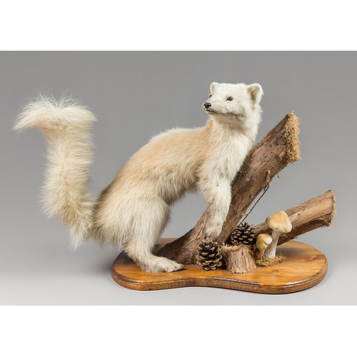 62 - A MID-20TH CENTURY TAXIDERMY PINE MARTEN, MOUNTED UPON WOODLAND TREE BRANCH WITH MUSHROOMS AND PINE ... 