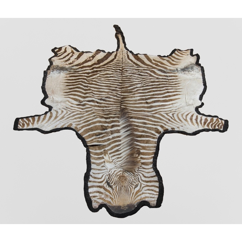 7 - A TAXIDERMY BURCHELL'S ZEBRA SKIN RUG (EQUUS QUAGGA BURCHELLII).
(l 330cm).