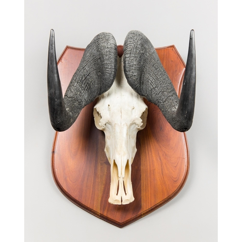 93 - A BLACK WILDEBEEST SKULL AND HORNS UPON A HARDWOOD SHIELD (CONNOCHAETES GNOU).
(h 61cm x w 39cm x d ... 