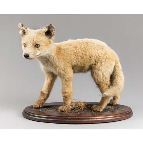 94 - A LATE 20TH CENTURY TAXIDERMY FULL MOUNT FOX CUB UPON A HARDWOOD BASE.
(w 40cm)