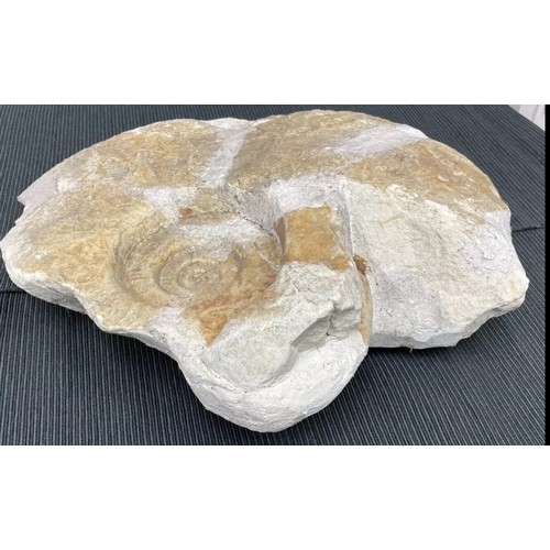 400 - Large Fossil Specimen, Ammonite, 280mm (XLF9)
Specimen Weight: 4710g
A large ammonite fossil, unpoli... 