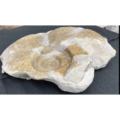 400 - Large Fossil Specimen, Ammonite, 280mm (XLF9)
Specimen Weight: 4710g
A large ammonite fossil, unpoli... 