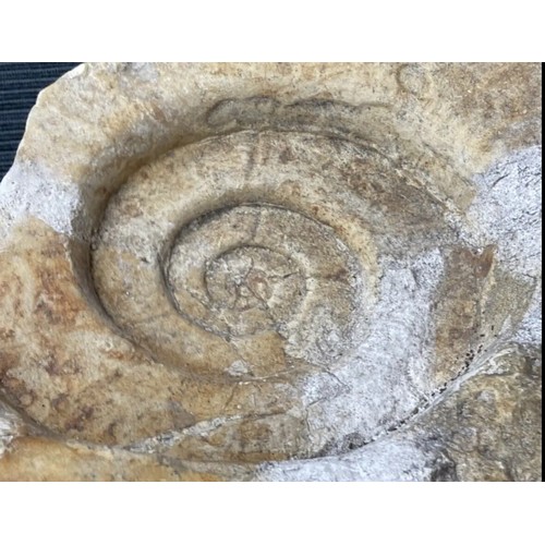 400 - Large Fossil Specimen, Ammonite, 280mm (XLF9)
Specimen Weight: 4710g
A large ammonite fossil, unpoli... 