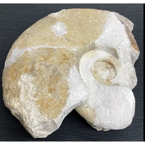 400 - Large Fossil Specimen, Ammonite, 280mm (XLF9)
Specimen Weight: 4710g
A large ammonite fossil, unpoli... 