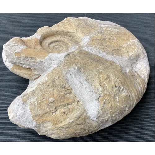 400 - Large Fossil Specimen, Ammonite, 280mm (XLF9)
Specimen Weight: 4710g
A large ammonite fossil, unpoli... 