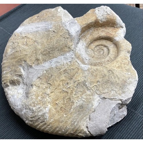 400 - Large Fossil Specimen, Ammonite, 280mm (XLF9)
Specimen Weight: 4710g
A large ammonite fossil, unpoli... 