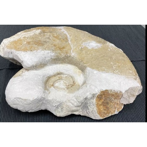 400 - Large Fossil Specimen, Ammonite, 280mm (XLF9)
Specimen Weight: 4710g
A large ammonite fossil, unpoli... 