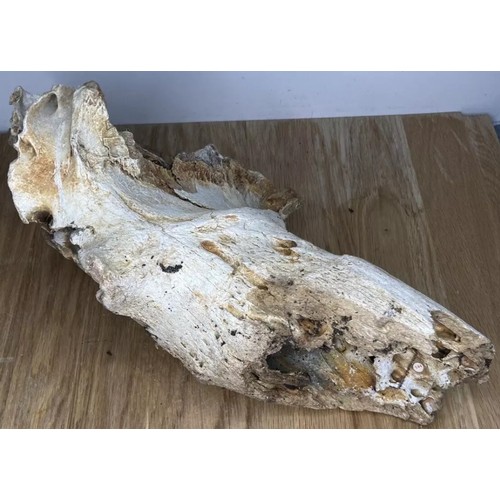 401 - Fossil Specimen, Bison Priscus Skull/Horn Fragment, Lincolnshire, 320mm (144 red/white sml)
Specimen... 