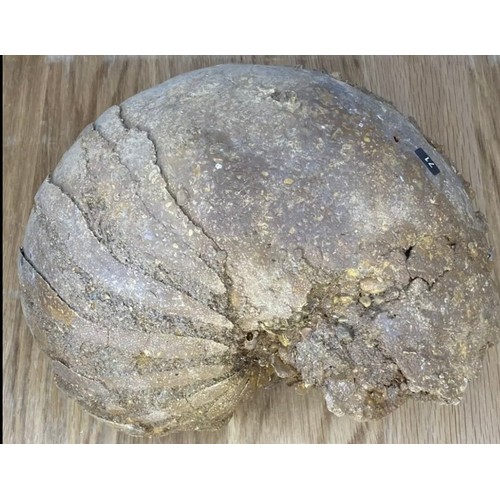 391 - Fossil Specimen, Nautiloid, Cretaceous, Oxfordshire, 211mm

Specimen Weight: 3007g

A nautiloid foss... 