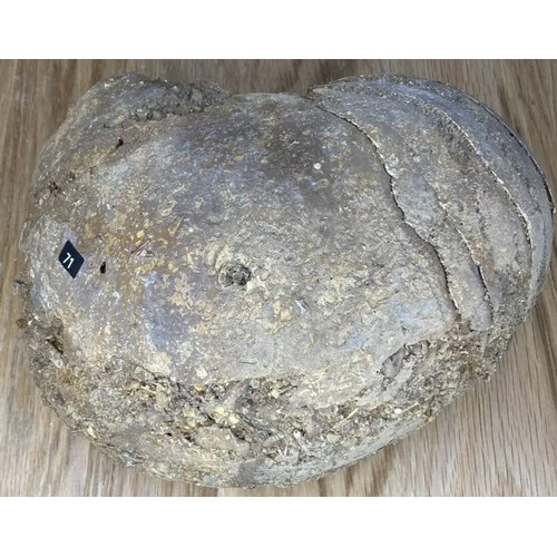 391 - Fossil Specimen, Nautiloid, Cretaceous, Oxfordshire, 211mm

Specimen Weight: 3007g

A nautiloid foss... 