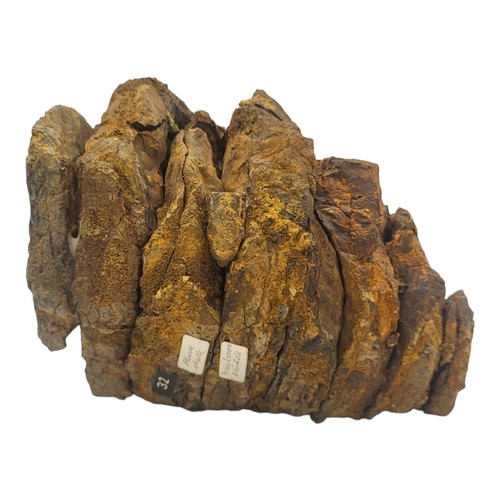 392 - Mammoth Molar
- Pleistocene, found in Weal clay quarry, Butterley Brickworks, Capel Surrey, lr Creta... 