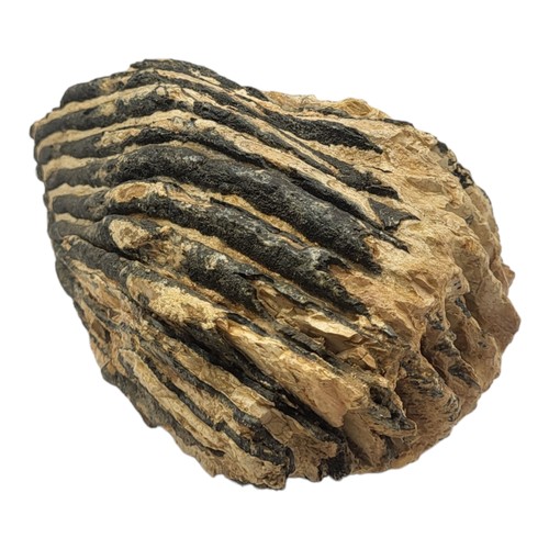 393 - Mammoth Molar
- Pleistocene, found in gravel pit, queen Mary reservoir, Laleham Staines Middlesex - ... 