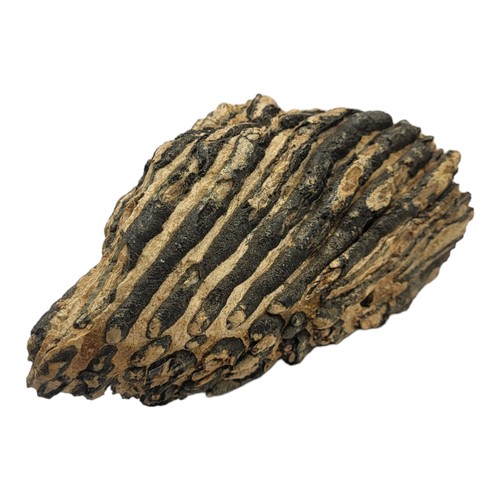 393 - Mammoth Molar
- Pleistocene, found in gravel pit, queen Mary reservoir, Laleham Staines Middlesex - ... 