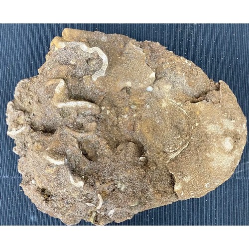 394 - Large Fossil Specimen, Nautiloid, Lower Cretaceous, Berkshire, 245mm (XLF17) 13 WBLa
Specimen Weight... 