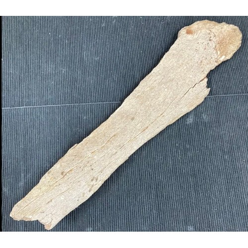 396 - Large Fossil Specimen, Mammoth Femur (?) Fragment, Lincolnshire, 498mm (XLF29)
Specimen Weight: 1124... 